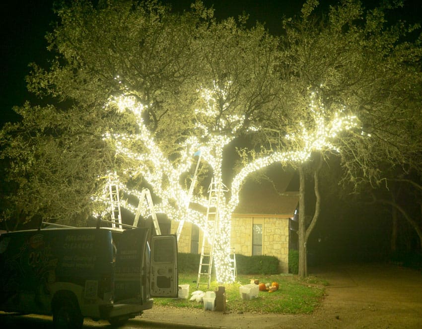 Tree Trunk & Branch Wraps Tree Trunk & Branch Wraps